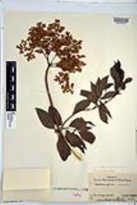 Sambucus cerulea image