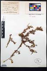 Porlieria microphylla image