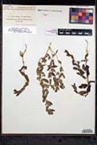 Scutellaria bolanderi subsp. austromontana image