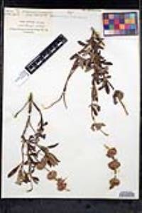 Salvia mellifera image