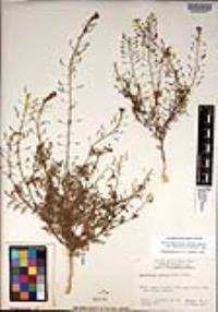 Descurainia pinnata subsp. halictorum image