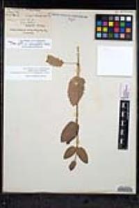 Stachys rigida image