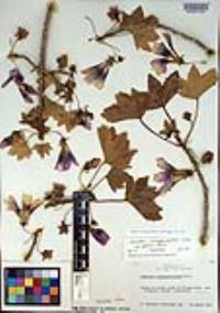Malva assurgentiflora image