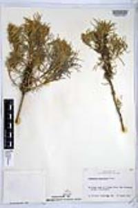 Artemisia nesiotica image