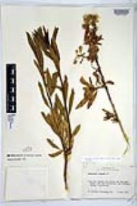 Baccharis salicifolia image