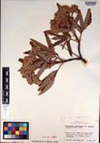 Lyonothamnus floribundus image