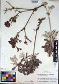 Eriogonum giganteum image