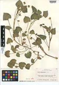 Viola pedunculata image