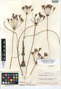 Brodiaea kinkiensis image