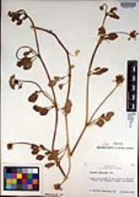 Abronia umbellata image