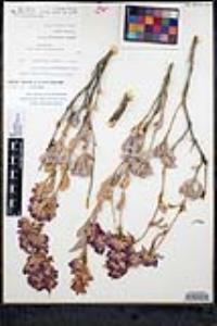 Salvia pachyphylla subsp. pachyphylla image