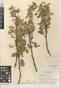 Caragana arborescens image