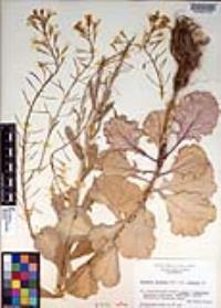 Brassica oleracea image