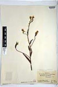 Amsinckia intermedia image