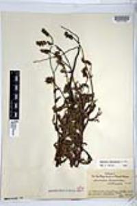 Amsinckia spectabilis image