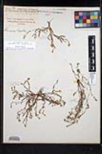 Plagiobothrys scouleri var. hispidulus image