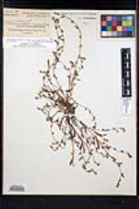 Plagiobothrys acanthocarpus image