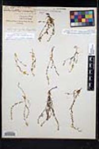 Plagiobothrys scouleri image