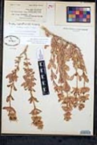 Salvia pachyphylla subsp. pachyphylla image