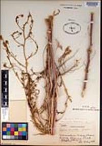 Descurainia incisa subsp. incisa image