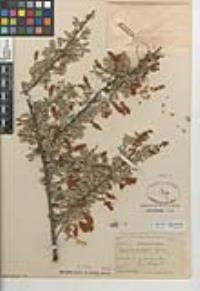 Senegalia greggii image