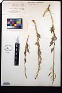 Nerisyrenia camporum image