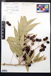 Sapindus saponaria image
