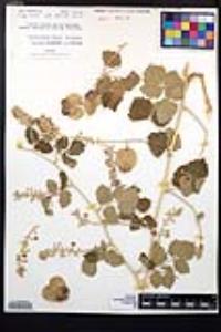 Serjania schiedeana image