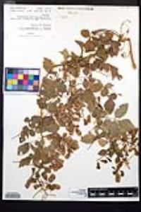 Serjania glabrata image