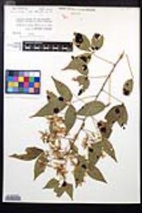 Thouinia acuminata image