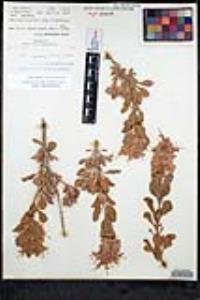 Salvia pachyphylla subsp. pachyphylla image