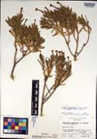 Ericameria parishii image