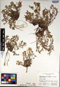 Draba saxosa image