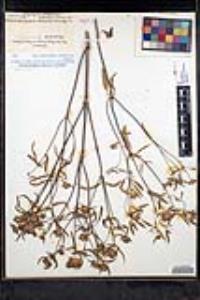 Monardella breweri image