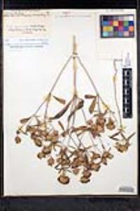 Monardella breweri var. lanceolata image