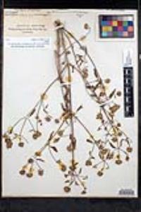 Monardella breweri image