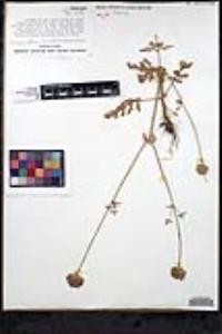 Salvia columbariae image