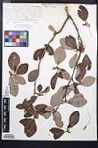 Cercocarpus betuloides image