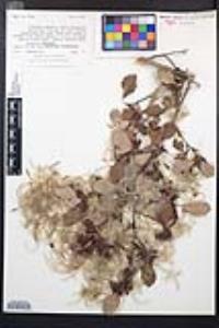 Cercocarpus montanus image