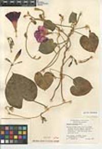 Ipomoea purpurea image