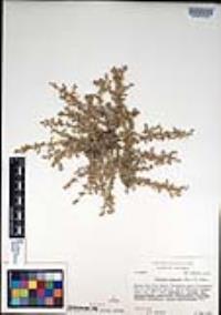 Atriplex coulteri image