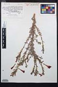 Epilobium canum image
