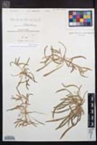 Camissoniopsis pallida subsp. pallida image