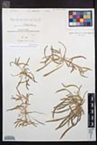 Camissoniopsis pallida image