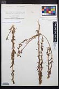 Camissoniopsis robusta image
