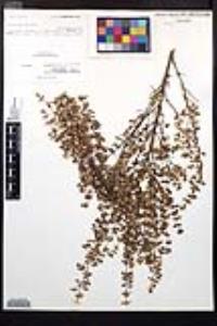Fuchsia thymifolia image
