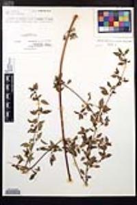 Fuchsia thymifolia image