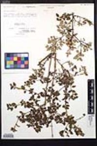 Fuchsia thymifolia image