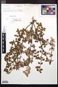 Fuchsia thymifolia image