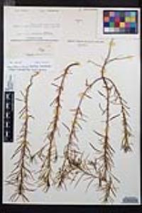 Camissonia strigulosa image